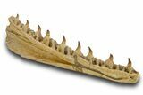 Mosasaur (Pluridens) Jaw with Nine Teeth - Morocco #334605-3